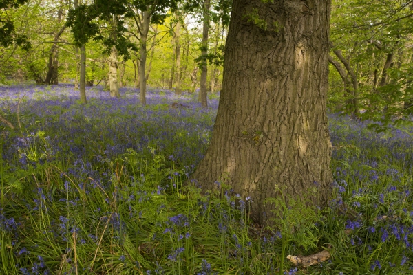 Bluebells in an English wood in spring