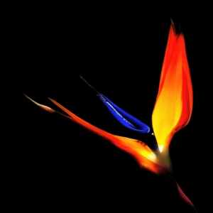 Close up image of a bird of paradise plant against a black background