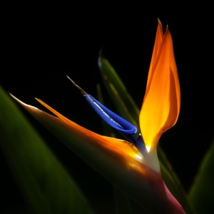 Close up image of a bird of paradise plant against a black background