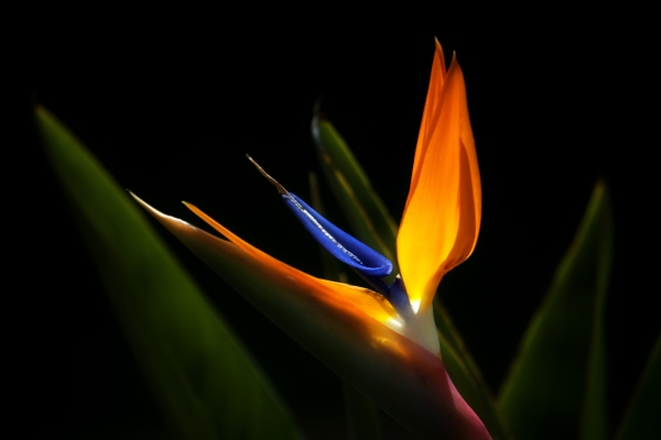 Close up image of a bird of paradise plant against a black background