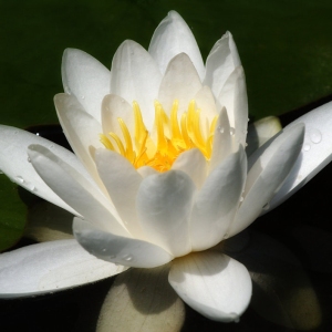 Close up image of a water lily flower