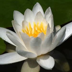 Close up image of a water lily flower