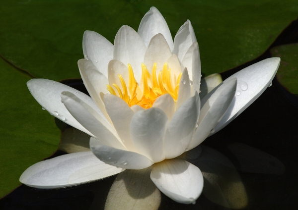 Close up image of a water lily flower