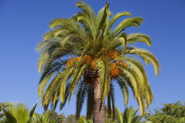 A palm tree set against a blue tropical sky