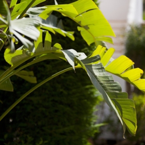 A backlit view of a tropical palm tree on a sunny day with out of focus background