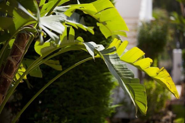 A backlit view of a tropical palm tree on a sunny day with out of focus background