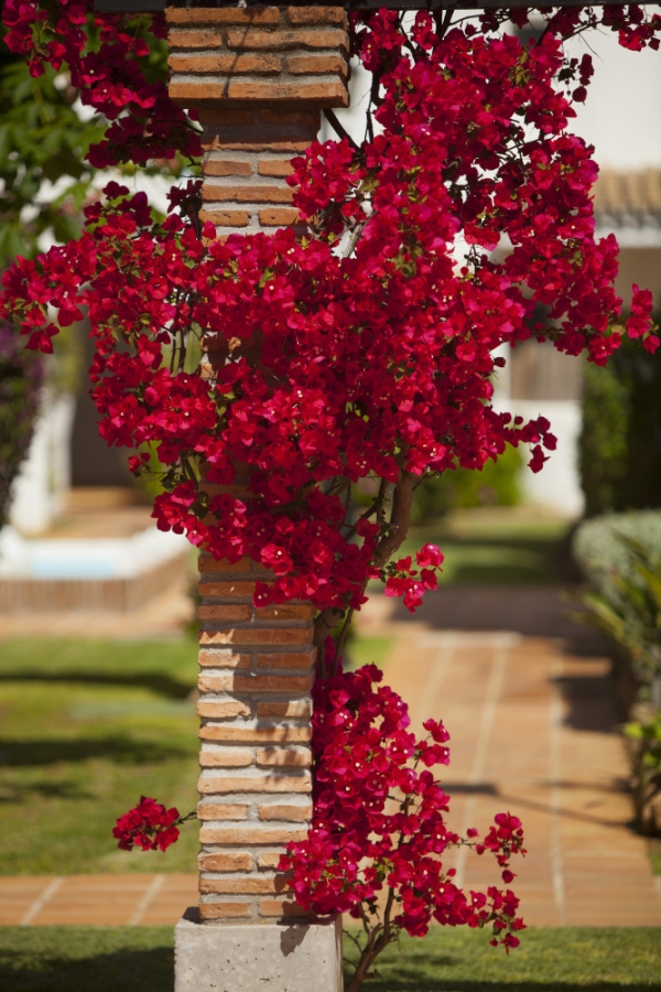 A beautiful bourgainvilia climbing up a brick pier in the garden of a luxury spanish villa