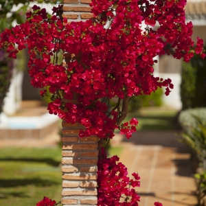 A beautiful bourgainvilia climbing up a brick pier in the garden of a luxury spanish villa