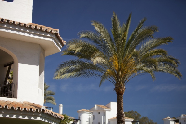 A palm tree in the garden of a luxury villa in spain