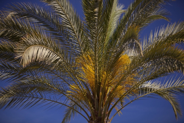 Close up of tropical palm tree agains a perfect blue sky