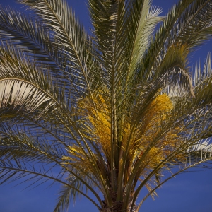 Close up of tropical palm tree agains a perfect blue sky