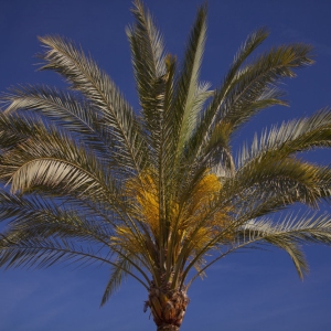 A beautiful Mediterranean palm tree in bloom against a clear blue sky