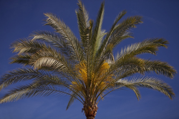 A beautiful Mediterranean palm tree in bloom against a clear blue sky