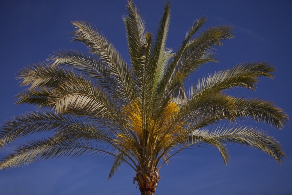 A tropical palm tree against a perfect blue mediterranean sky