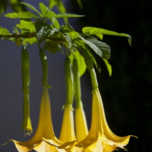 Angels trumpet (Brugmansia suaveolens) against a dark background