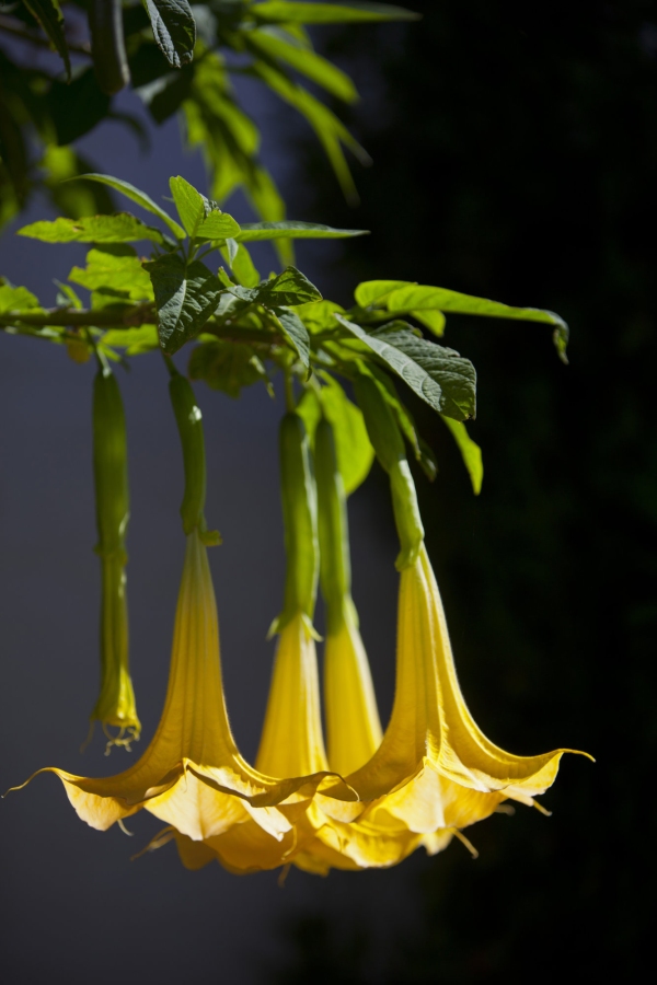 Angel's trumpet flowers