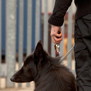 Security guard with German Shepherd dog on patrol