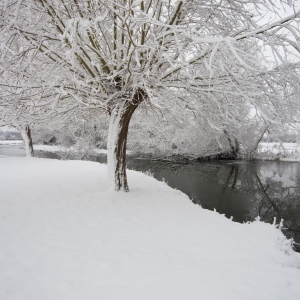 Winter willows on a snow covered River Stour at Flatford Mill in Suffolk