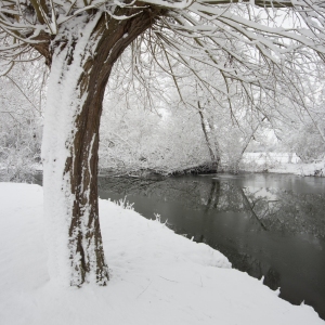 Winter willows on a snow covered River Stour at Flatford Mill in Suffolk