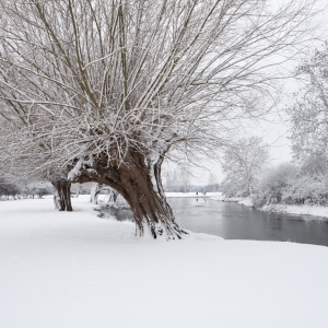 Winter willows on a snow covered River Stour at Flatford Mill in Suffolk