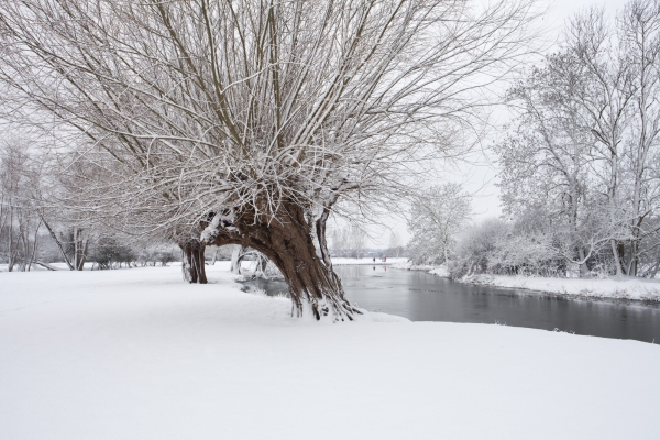 Winter willows on a snow covered River Stour at Flatford Mill in Suffolk