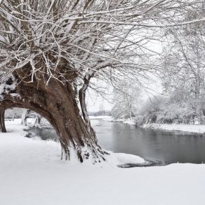 Winter willows on a snow covered River Stour at Flatford Mill in Suffolk