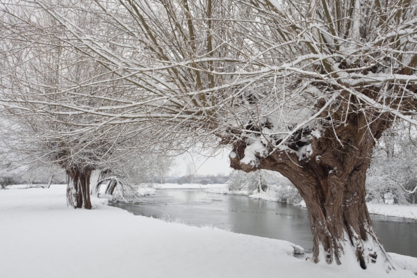 Winter willows on the river stour in suffolk