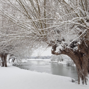 Winter willows on the river stour in suffolk