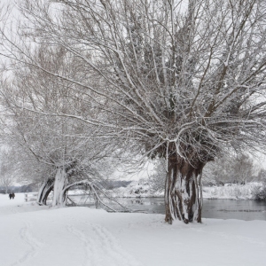 Winter willows on a snow covered River Stour at Flatford Mill in Suffolk