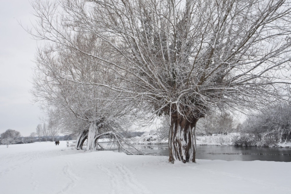 Winter willows on a snow covered River Stour at Flatford Mill in Suffolk