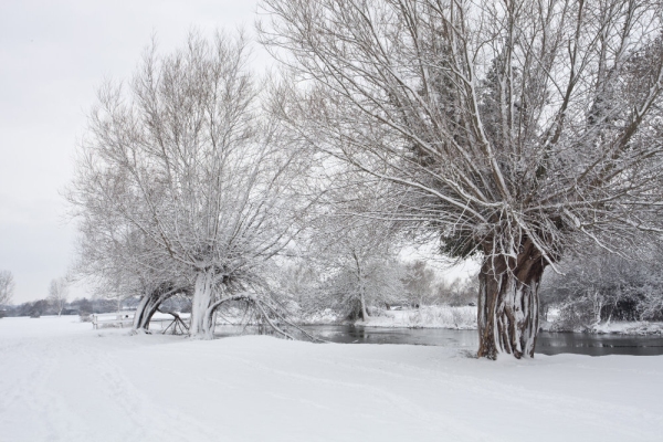 Winter willows on a snow covered River Stour at Flatford Mill in Suffolk