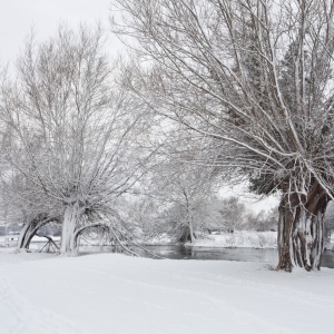 Winter willows on a snow covered River Stour at Flatford Mill in Suffolk