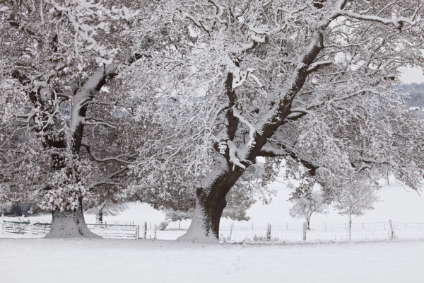 Oak trees in snow in the Stour valley in Suffolk