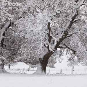 Oak trees in snow in the Stour valley in Suffolk