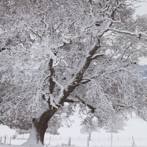 Oak trees in snow in the Stour valley in Suffolk