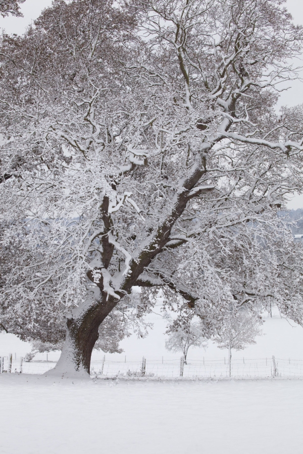 Oak trees in snow in the Stour valley in Suffolk