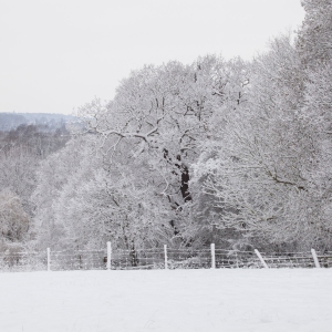 Oak trees in snow in the Stour valley in Suffolk