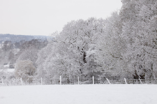 Oak trees in snow in the Stour valley in Suffolk