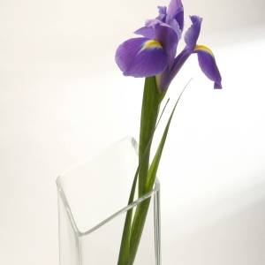 A single purple bearded iris flower in a glass vase