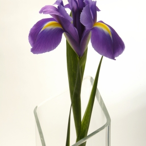 A close up image of a purple bearded iris in a glass vase