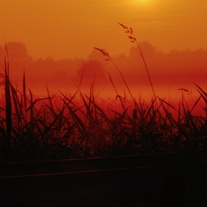 Orange Norfolk sunrise, with dark silhouetted grasses in the foreground