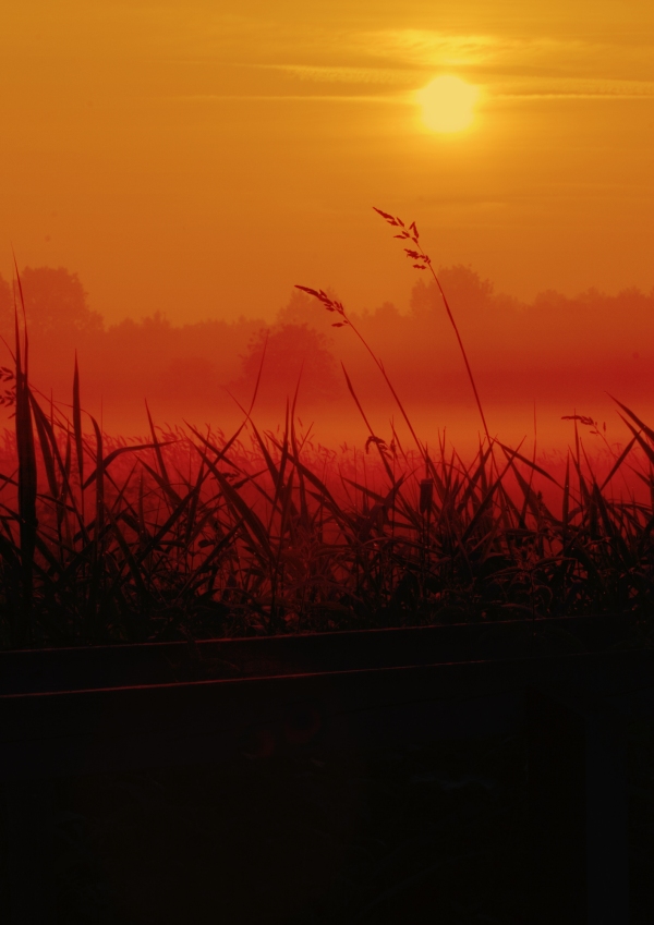 Orange Norfolk sunrise, with dark silhouetted grasses in the foreground