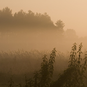 Morning mist in the Norfolk marshes