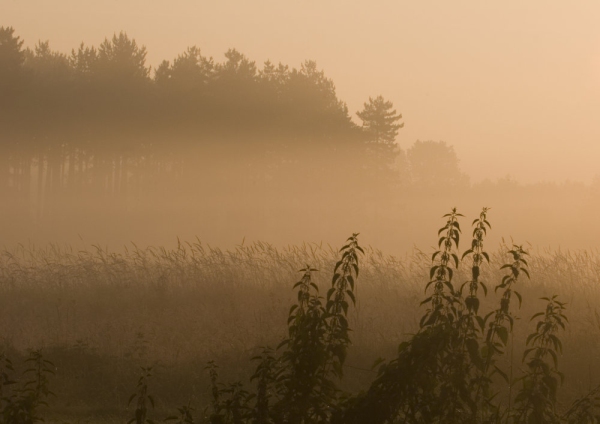 Morning mist in the Norfolk marshes