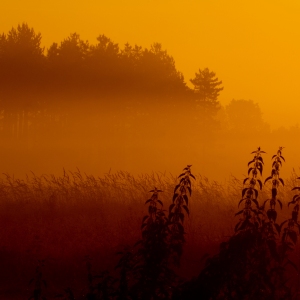 Orange tinted morning mist on low lying marshland and water meadows in Norfolk