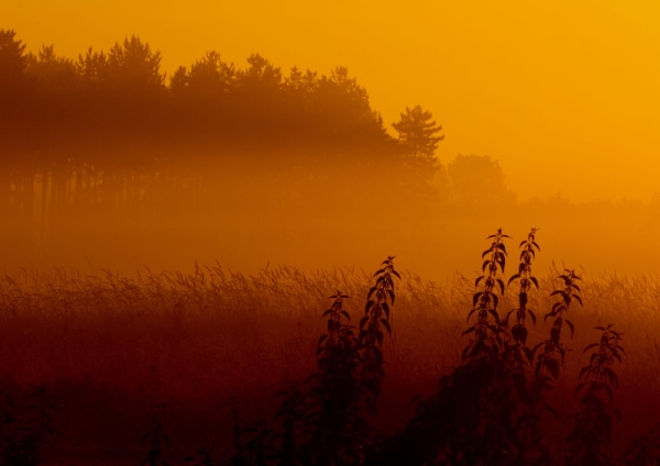 Orange tinted morning mist on low lying marshland and water meadows in Norfolk