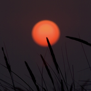 A harvest sunset with silhouetted grasses and wheat or barley stalks