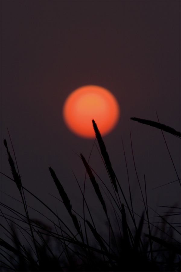 A harvest sunset with silhouetted grasses and wheat or barley stalks