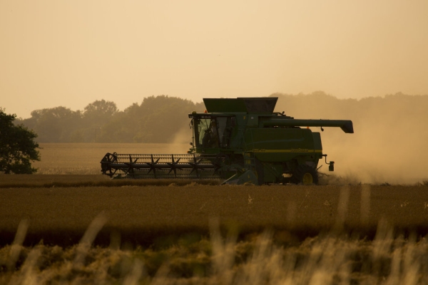 A harvester harvesting wheat on a summer's evening just before sunset