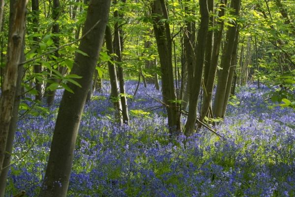 A spring English bluebell wood